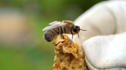 La producción artesanal de miel en Colón se ve favorecida por el contexto de montes y eucaliptales, y la diversa flora autóctona que puebla las márgenes del río Uruguay, propiciando una rica variedad de mieles de eucaliptus, chilca y yatay