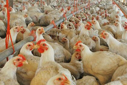 La producción avícola sigue creciendo