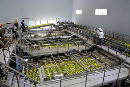 La producción citrícola ofrece señales menos favorables en el mediano plazo