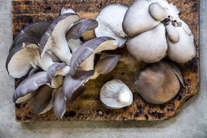 La producción comercial de hongos abrió paso a la artesanal hogareña: cada vez son más los aficionados que intentan cultivar en casa