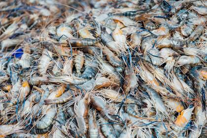 La producción de camarones en Florida podrían verse favorecidos por los aranceles impuestos a las importaciones