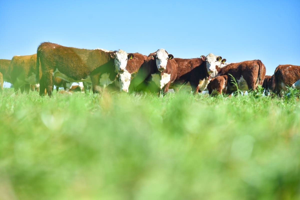 La producción de carne se incrementó de 2,82 a 3,29 millones de toneladas entre 2013 y 2023