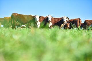 Siga la vaca: el negocio de la ganadería vacuna tiene un futuro alentador