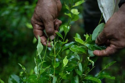 La producción de Coca en Colombia y Perú alcanzó en 2022 sus máximos históricos.