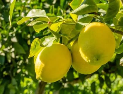 La producción de este año cerrará entre las 1,9 millones a 2 millones de toneladas de frutas