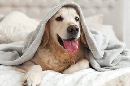 La producción de lágrimas de los perros ayuda a forjar conexiones más fuertes entre las personas y sus perros
