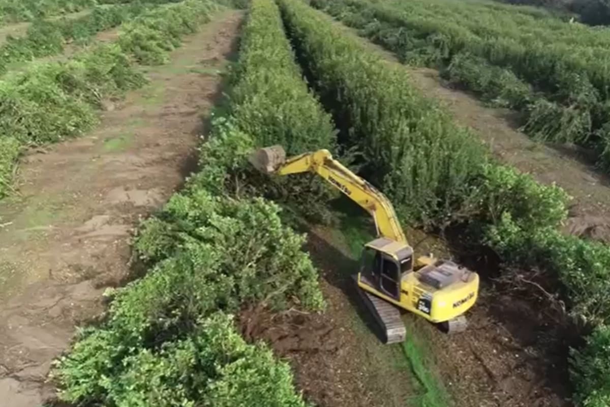 La producción de limones perdió casi 13.000 hectáreas en cuatro años