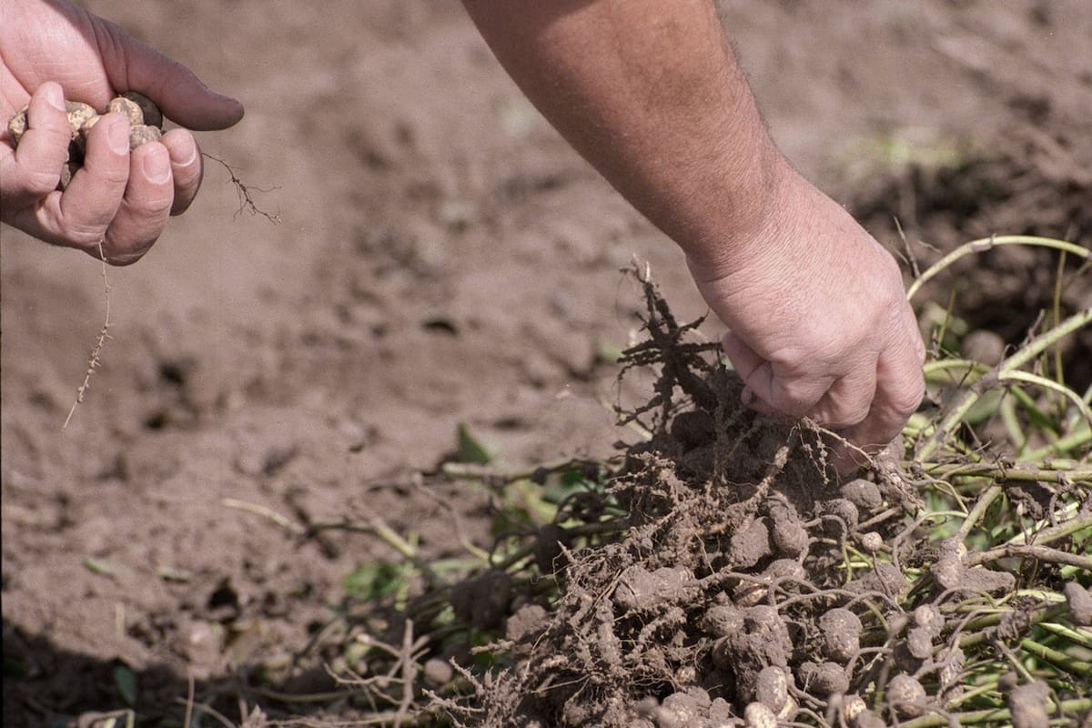 La producción de maní requiere de cuidados intensivos