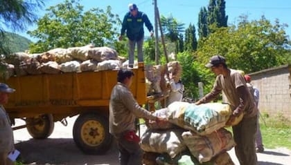 La producción de membrillo ocupa un lugar importante en Catamarca