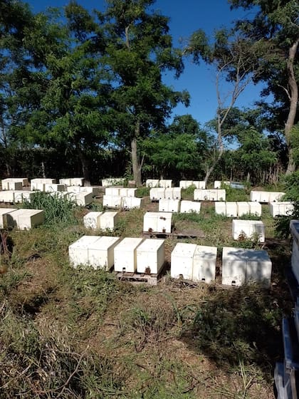La producción de miel de Rubén Montero