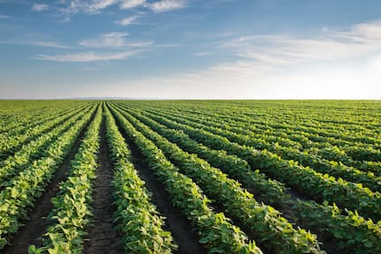 La producción de soja en la Argentina, Brasil y Paraguay será menor por la sequía. Foto ilustrativa