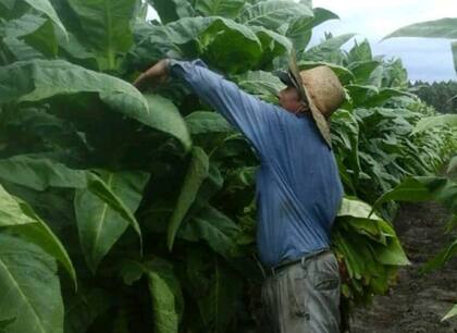 La producción de tabaco tiene vital importancia en las economías regionales de provincias como Misiones, Salta y Jujuy