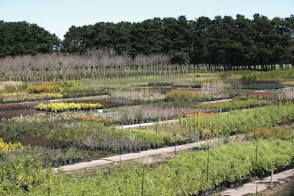 La producción del vivero se especializa en plantas arbustivas y arbóreas, aunque también tienen herbáceas y gramíneas por demanda. Hoy, las plantas de fácil mantenimiento, como los dietes, son las más requeridas.