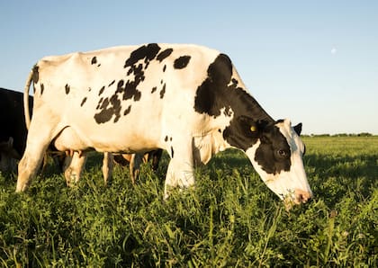 La producción está afectada por una fuerte suba de costos