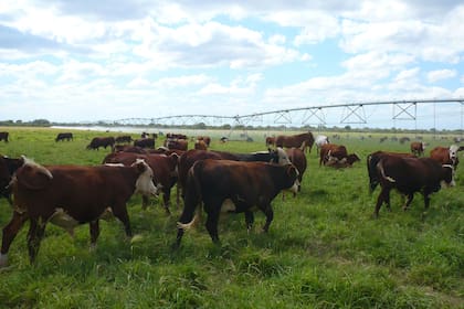 La producción ganadera, ante un nuevo contexto