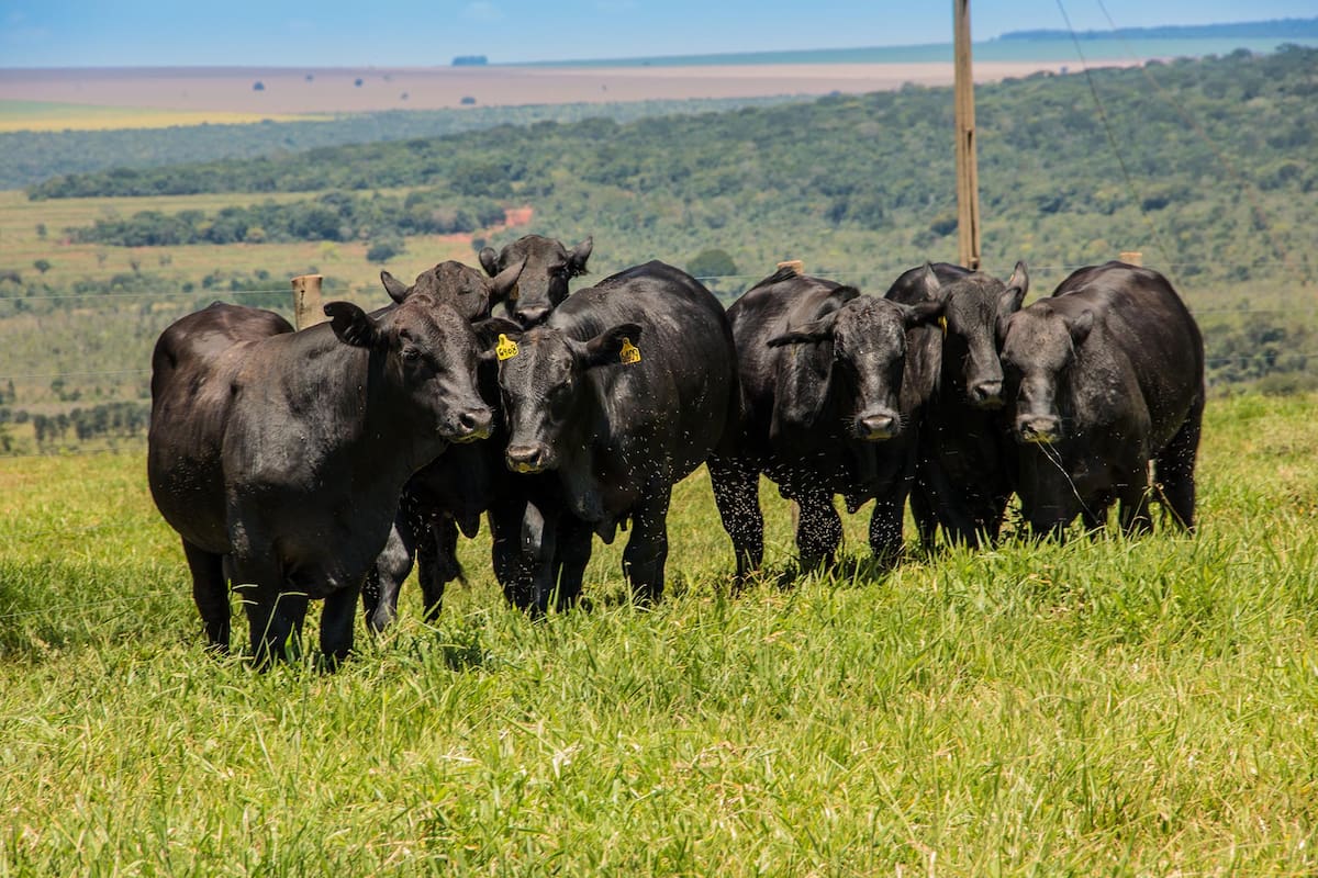 La producción ganadera, en constante evolución