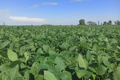 La producción global de soja es hoy elevada y eso presiona sobre los precios