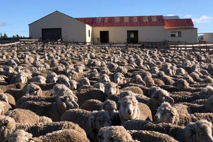 La producción lanera también atraviesa problemas de competitividad