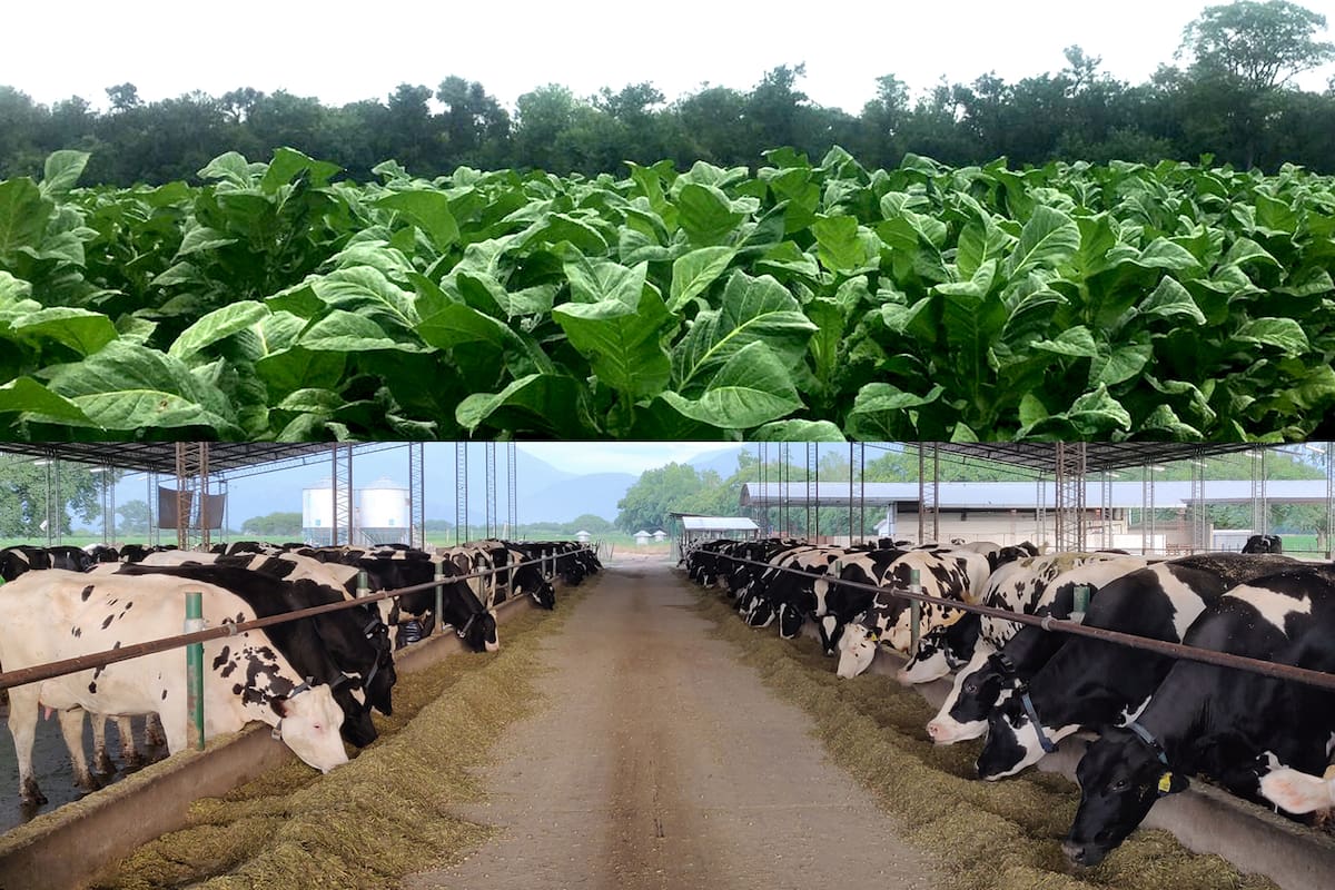 La producción lechera en confinamiento encontró un espacio en el Valle de Lerma, en Salta