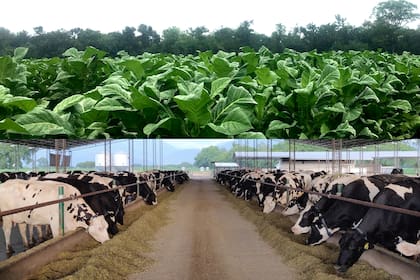 La producción lechera en confinamiento encontró un espacio en el Valle de Lerma, en Salta