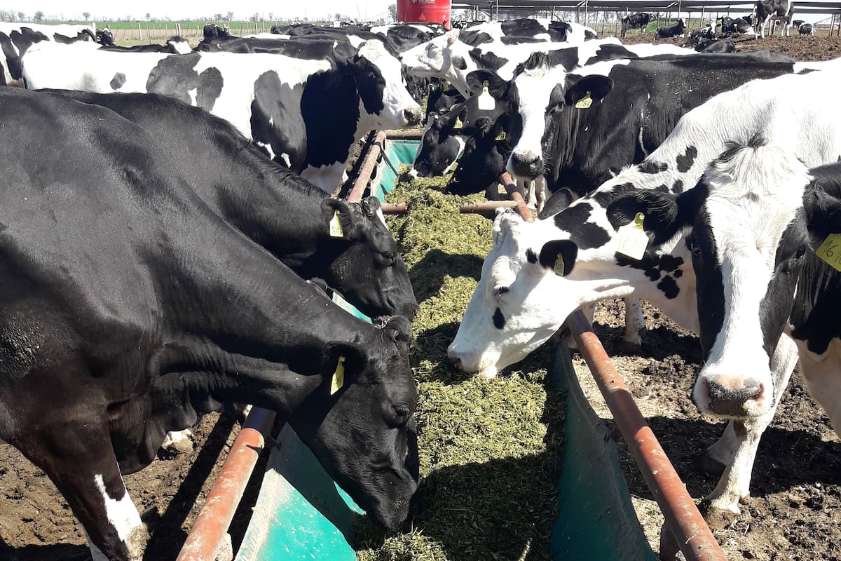 La producción lechera podría finalizar con más producción versus 2020