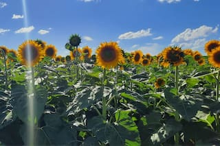 El girasol dio la sorpresa con un destacado avance en la zona núcleo