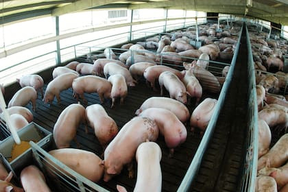 La producción porcina bonaerense tiene una nueva asociación