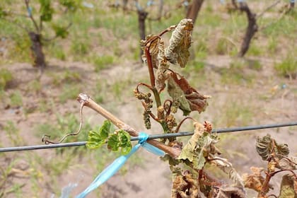 La producción quemada por la helada