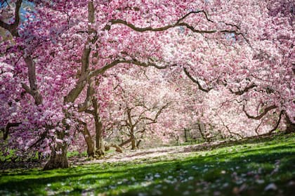La profusa floración de las magnolias a principios de primavera