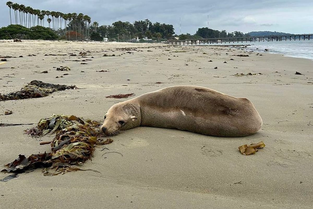 La proliferación de algas tóxicas en el sur de California ha provocado que los lobos marinos se enfermen y tomen actitudes agresivas