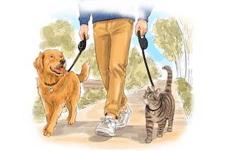 La Ciudad impulsa un cambio sin precedentes para quienes tienes perros y gatos