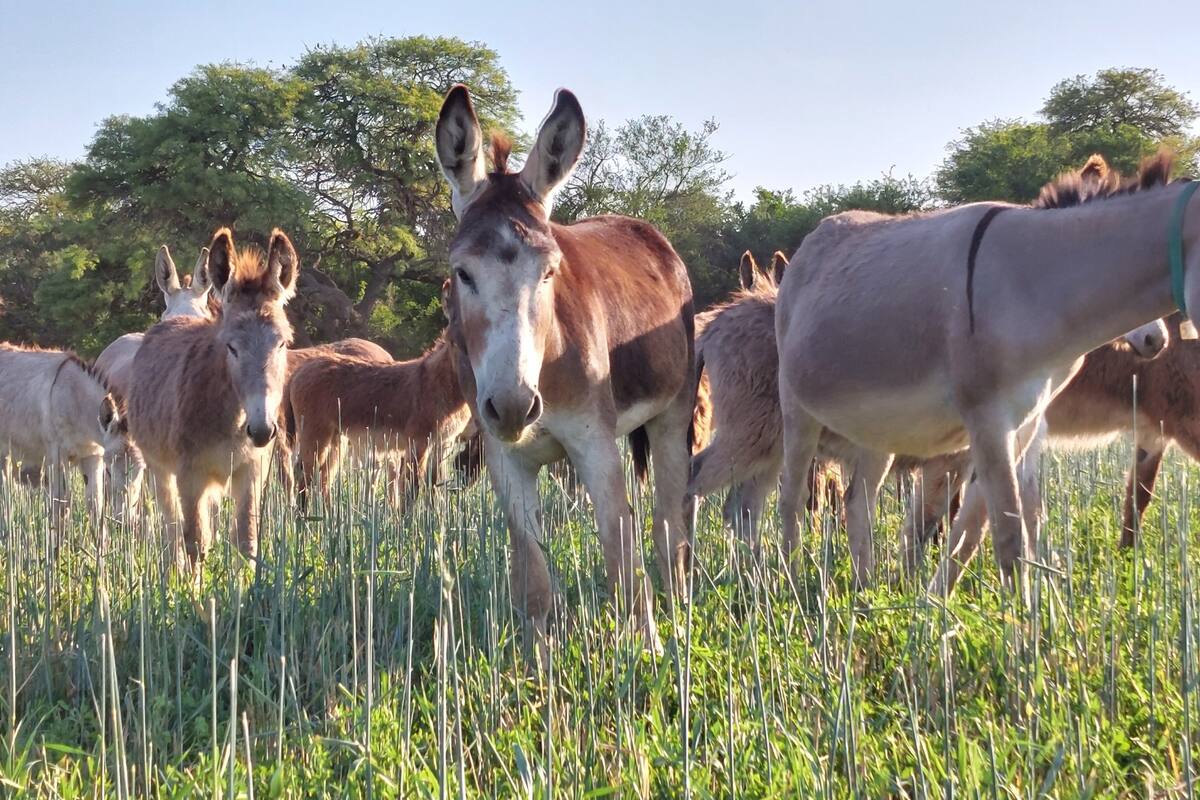 La propuesta busca revalorizar a dos especies históricamente relegadas, que hoy vuelven a cobrar protagonismo tanto por su rol en zonas rurales de difícil acceso como por su aporte a la ciencia, la producción y la terapia asistida con animales