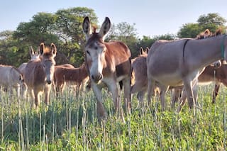 Qué dice la ciencia sobre las propiedades poco conocidas de burros y mulas que hoy se revalorizan