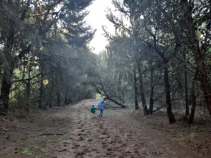 La propuesta consiste en conectar con los olores y sonidos del bosque. Se intenta encontrar el lugar propio en soledad y escribir reflexiones en un papel y compartirlas si se quiere