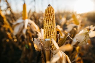 Líder de campo: el concurso que premia a los productores que más saben