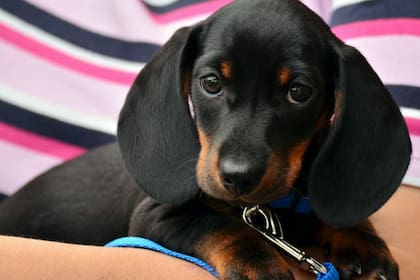La propuesta generó reacciones mixtas entre los criadores de perros y los amantes de la raza (Foto Pexels)