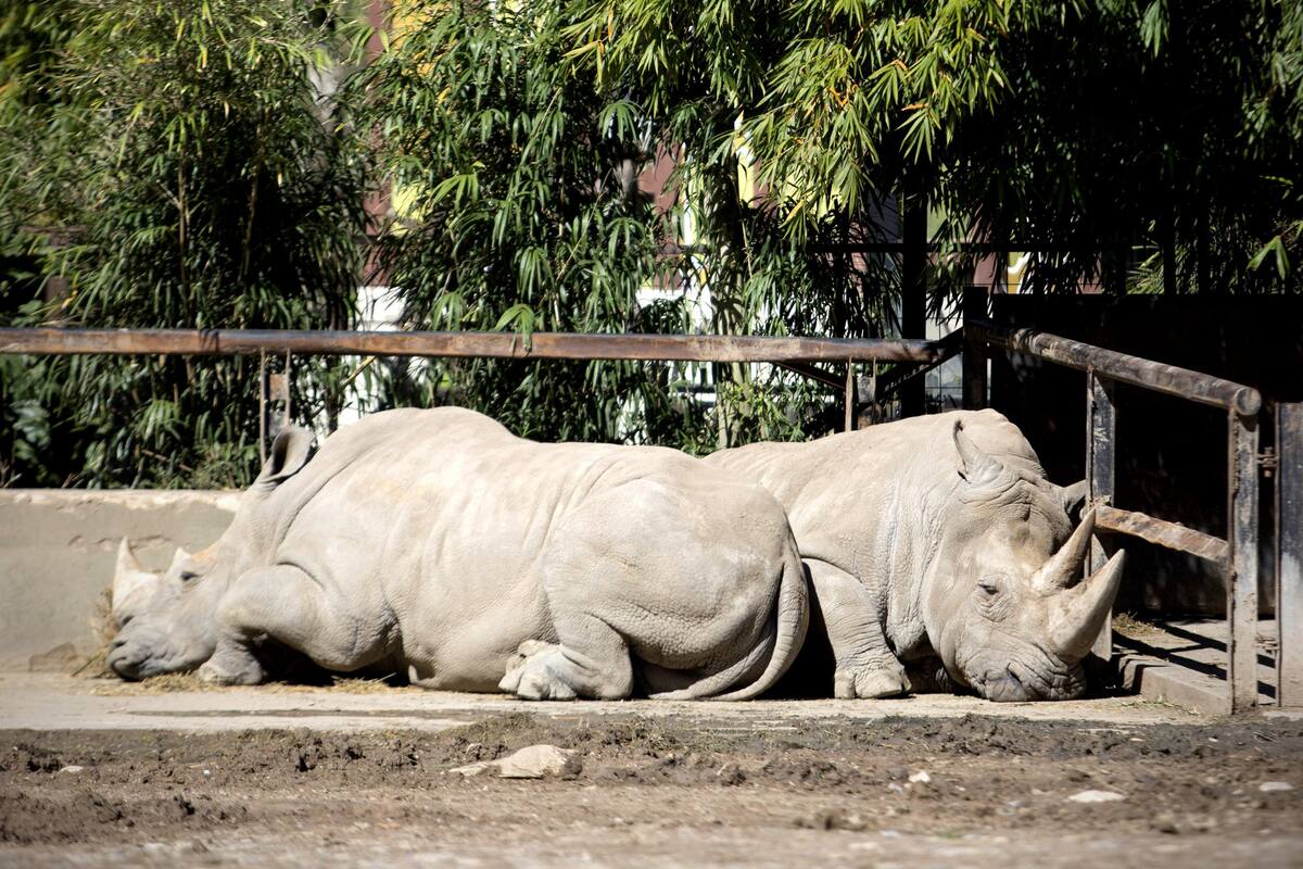 La propuesta inicial de la Ciudad buscaba licitar 21 espacios, pero la ley aprobada ayer autorizó 15; no podrán privatizarse hasta que los animales que alojan sean derivados