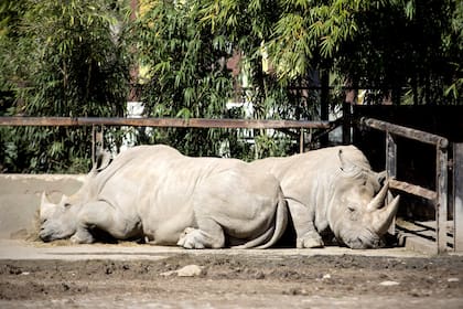 La propuesta inicial de la Ciudad buscaba licitar 21 espacios, pero la ley aprobada ayer autorizó 15; no podrán privatizarse hasta que los animales que alojan sean derivados