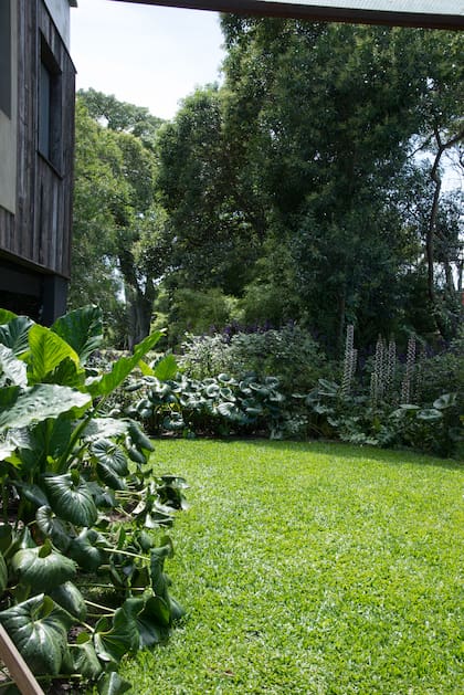 La propuesta para el jardín posterior, expansión de la casa
