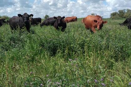 La propuesta regenerativa también incluye la producción ganadera