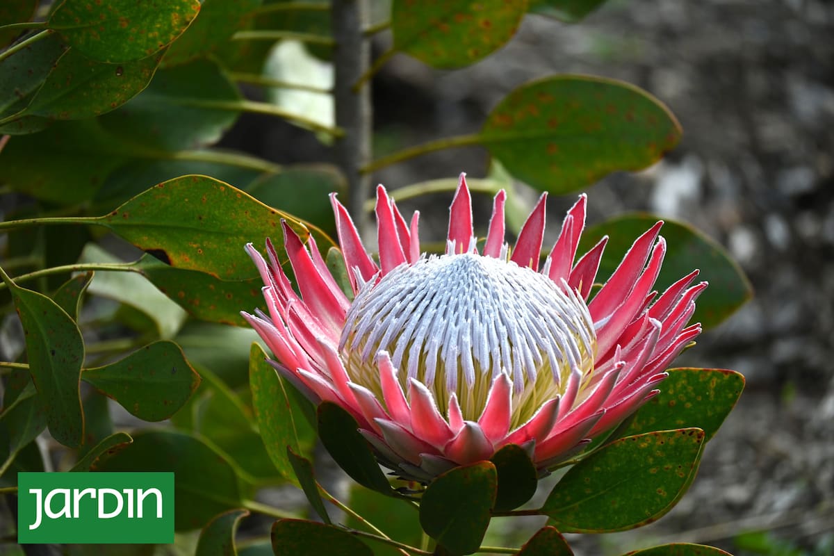 La Protea 'Madiba' es una variedad de King Protea. Florece en invierno y primavera.