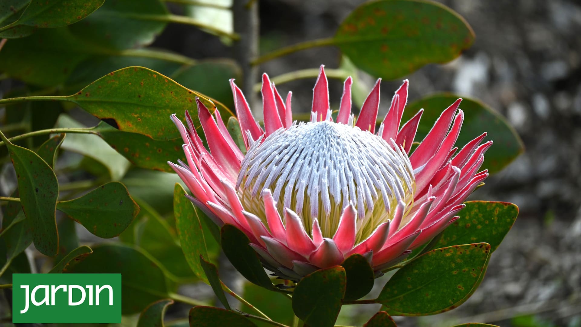 La Protea 'Madiba' es una variedad de King Protea. Florece en invierno y primavera.
