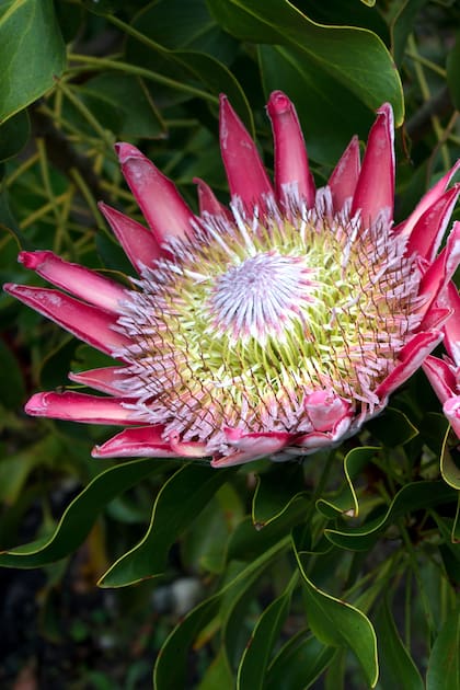 La Protea 'Madiba' es una variedad de King Protea. Florece en invierno y primavera.