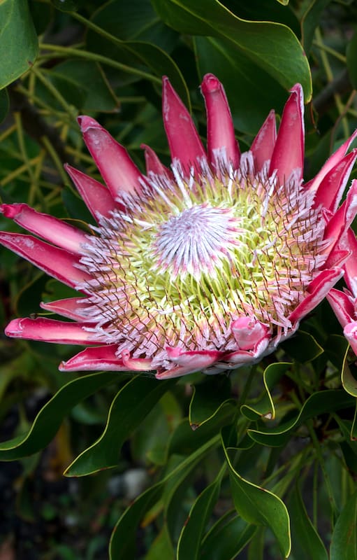 La Protea 'Madiba' es una variedad de King Protea. Florece en invierno y primavera.