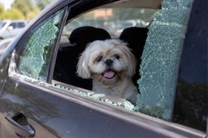 Romper la ventana de un auto para salvar a un perro del calor: cuándo la ley protege a quien lo hace