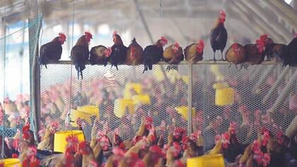La proteína de este subproducto es clave para alimentar vacas, pollos y cerdos