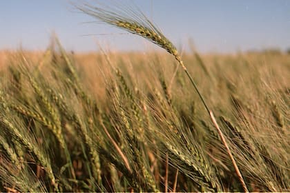 La provincia de Buenos Aires concentra el 97% de a producción de cebada