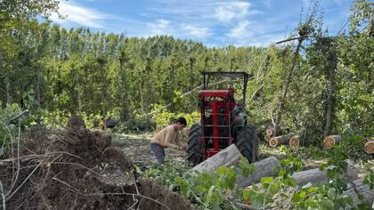 La provincia de Río Negro relevó pérdidas de hasta el 90% y daños en invernaderos