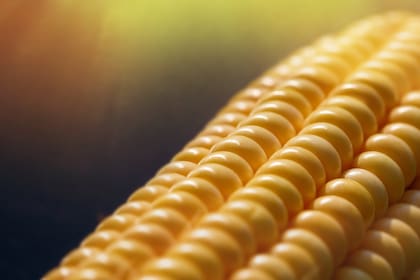 La provincia produjo con 4,5 millones de toneladas de maíz