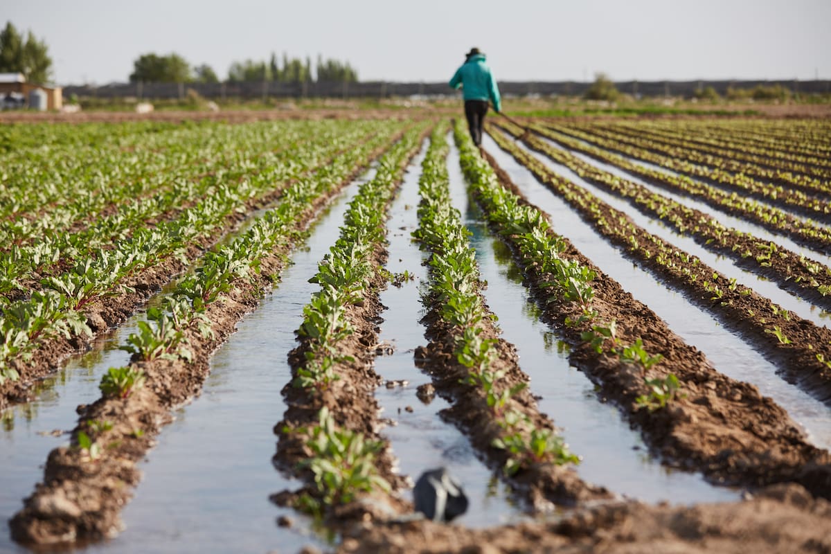 La provincia tiene 31.000 hectáreas para la producción hortícola